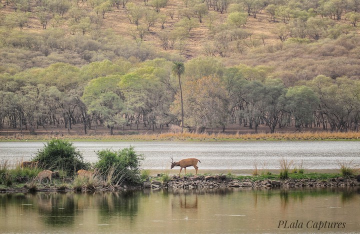 the scape - Ranthambore National Park