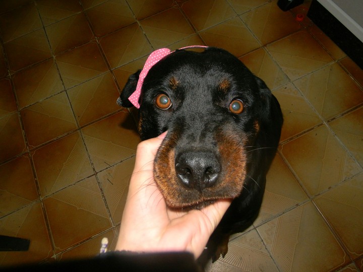 Rottweiler