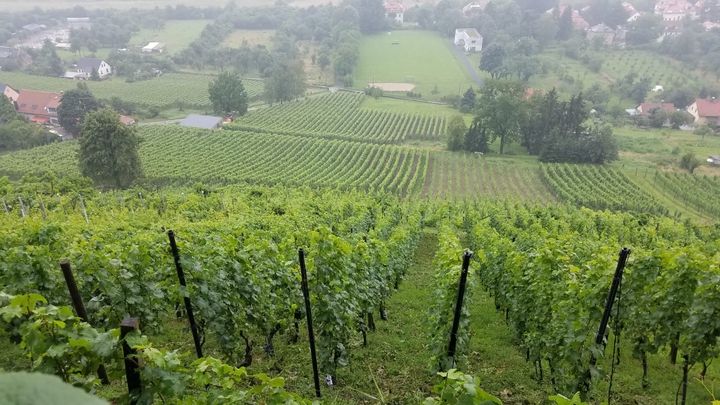 Weinberg