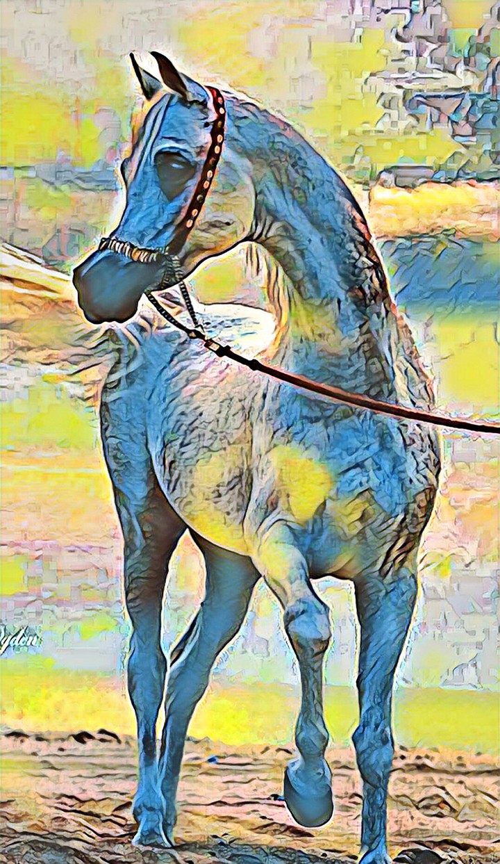Yellowstone Blues