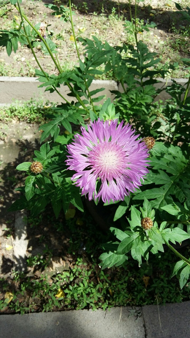 flower