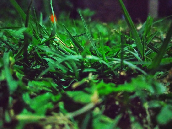 Grass