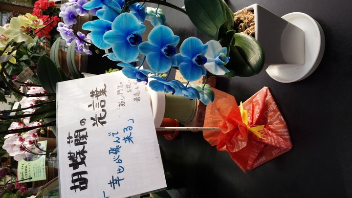 胡蝶蘭