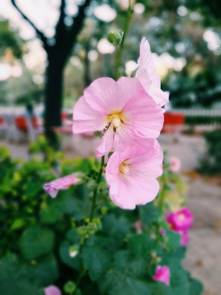 Flower!