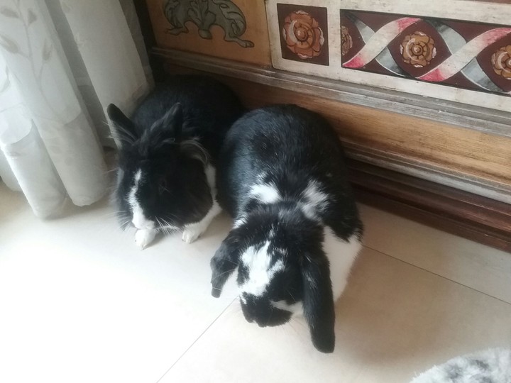 fuffi e pimpa
