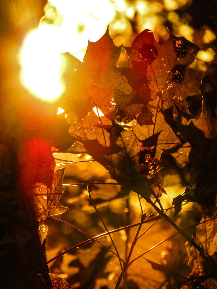 Autumn sunset