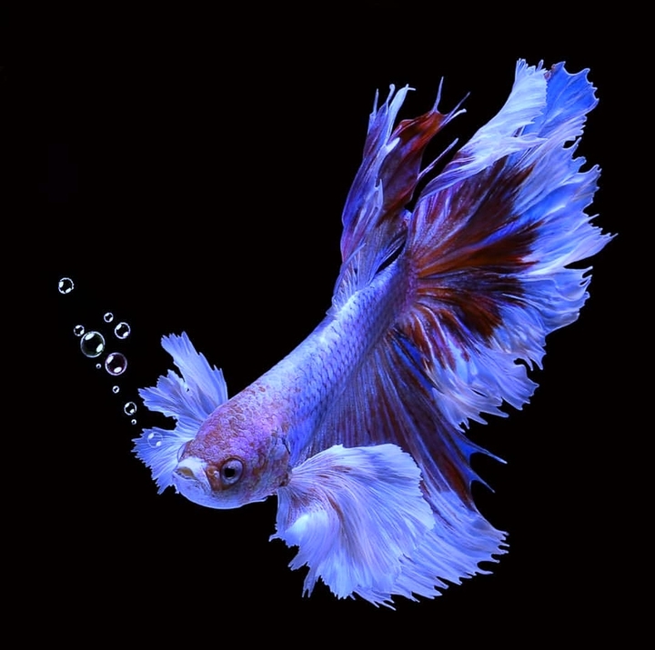 Betta fish