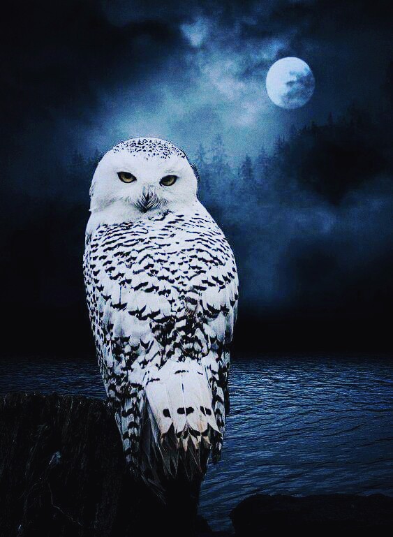 owl