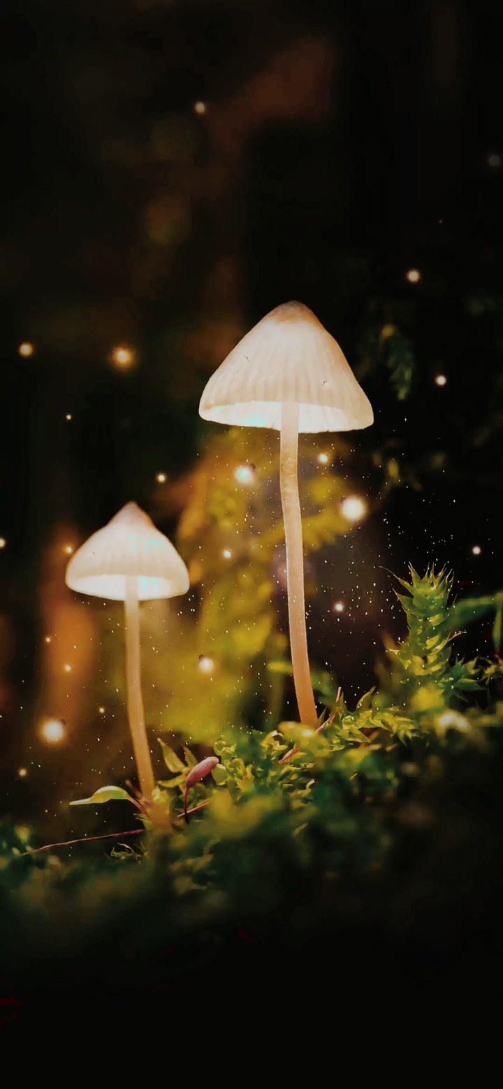 mushroom