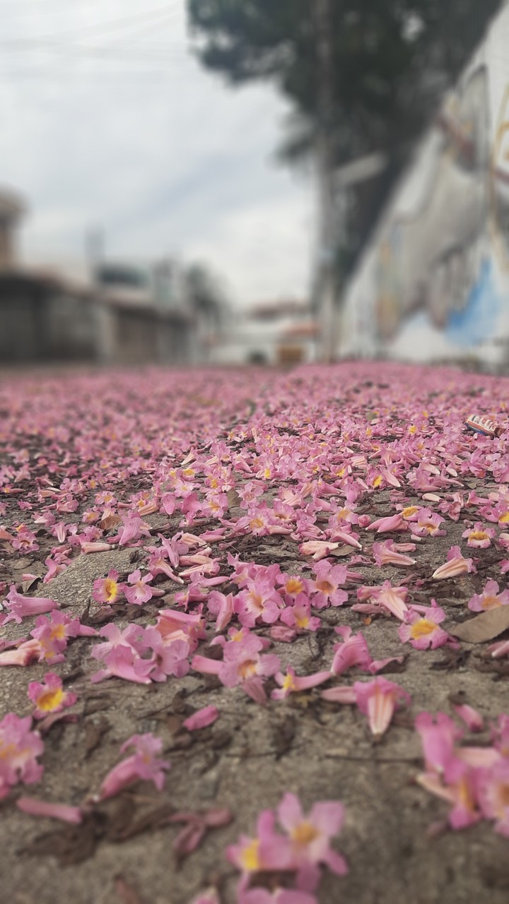 primavera