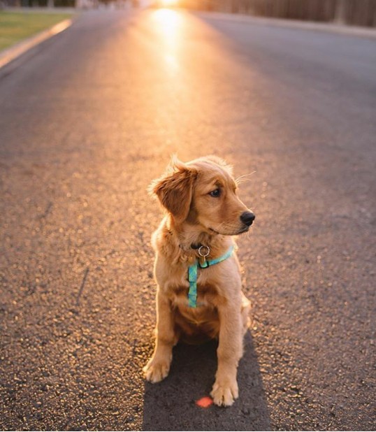 pup