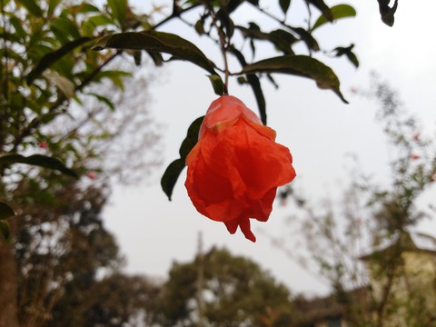 tapety branch, flower