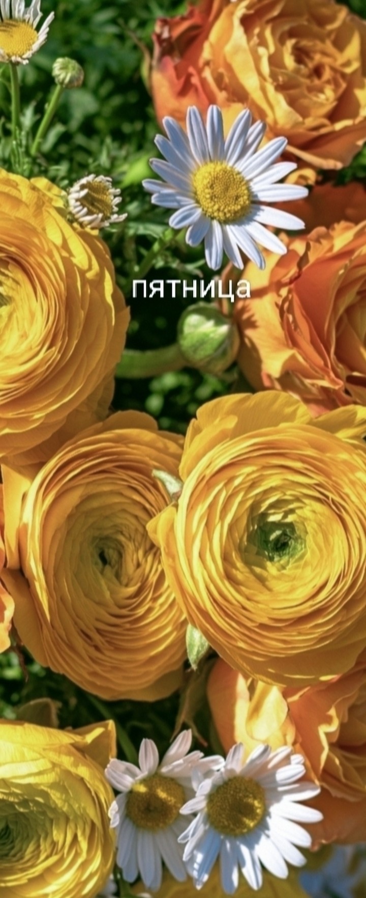 papéis de parede petal, flower