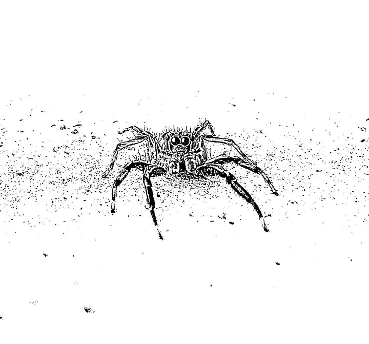 spider# arachnid#insect#