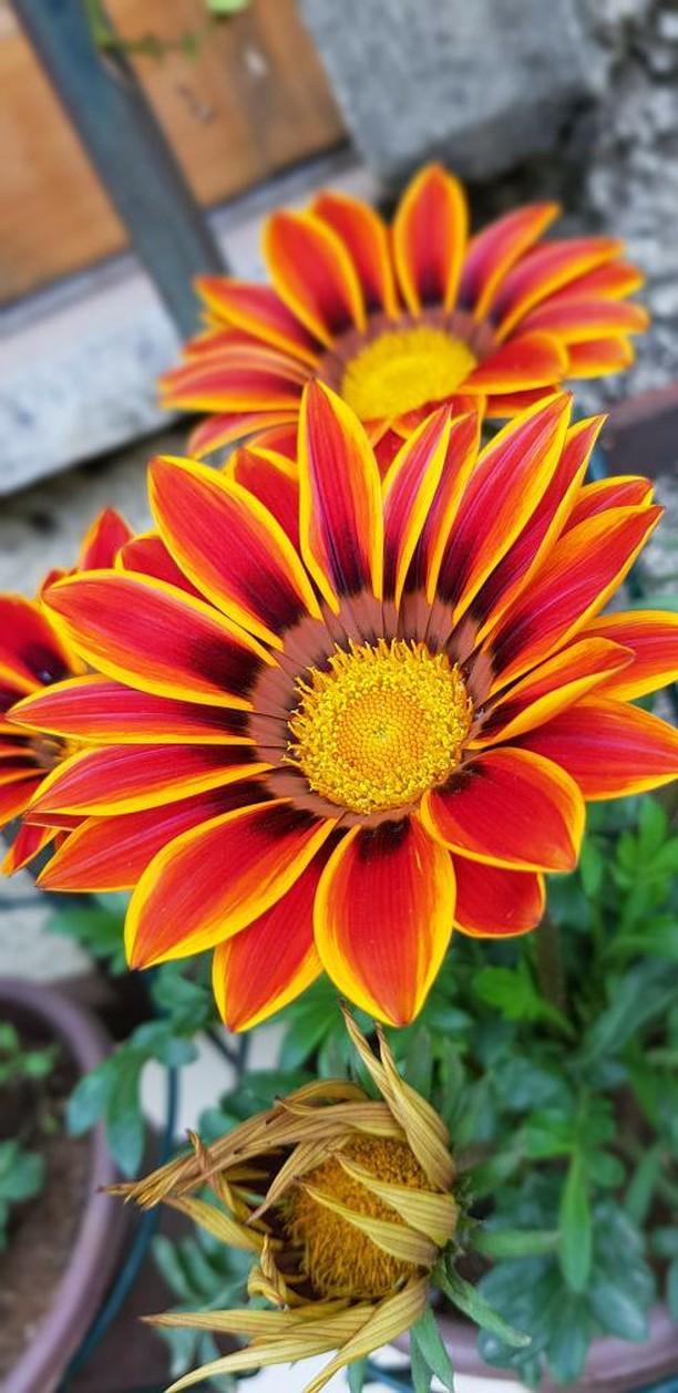 magnifique fleurs