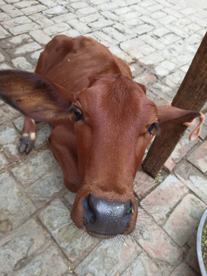 cow baby