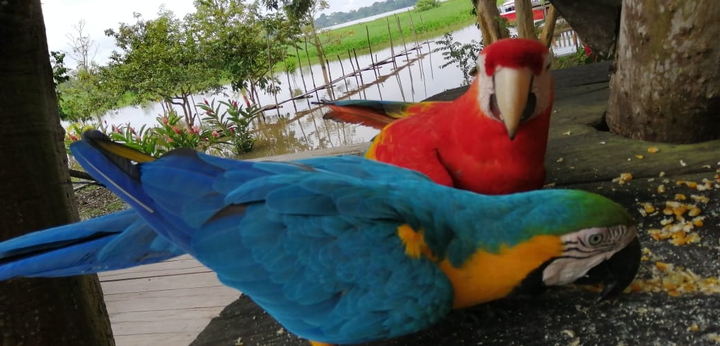 papagayo amazonas Colombia