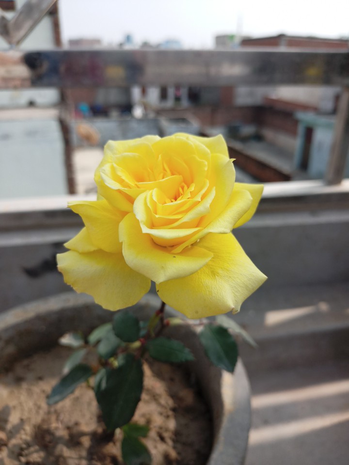 rose