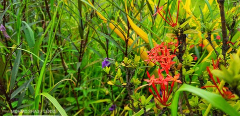 garden of flowers