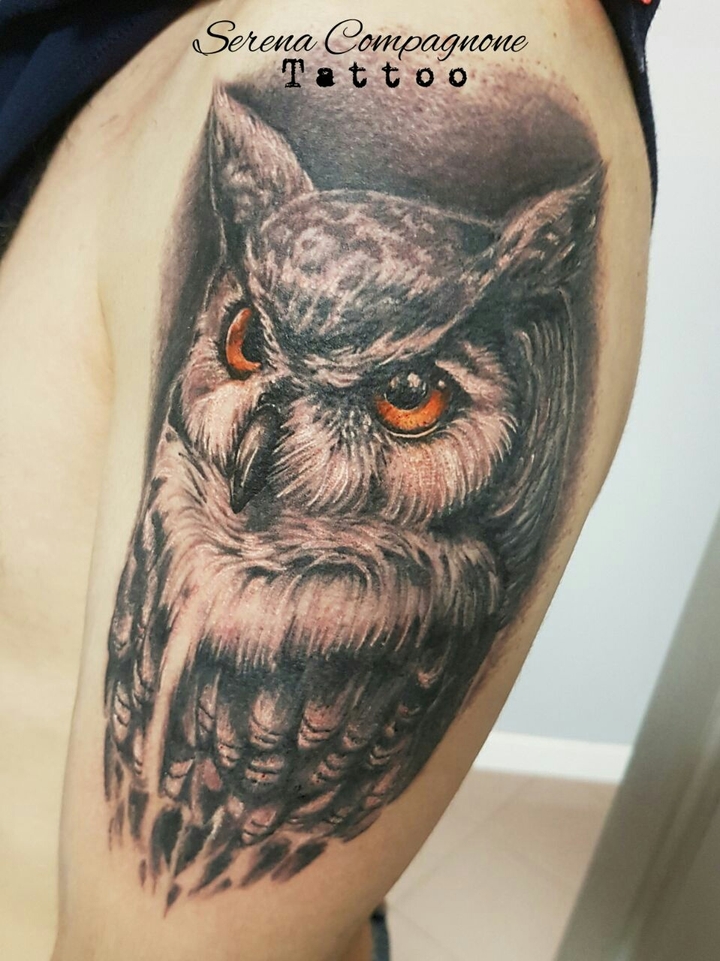 owl