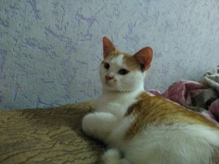 деловой #кот