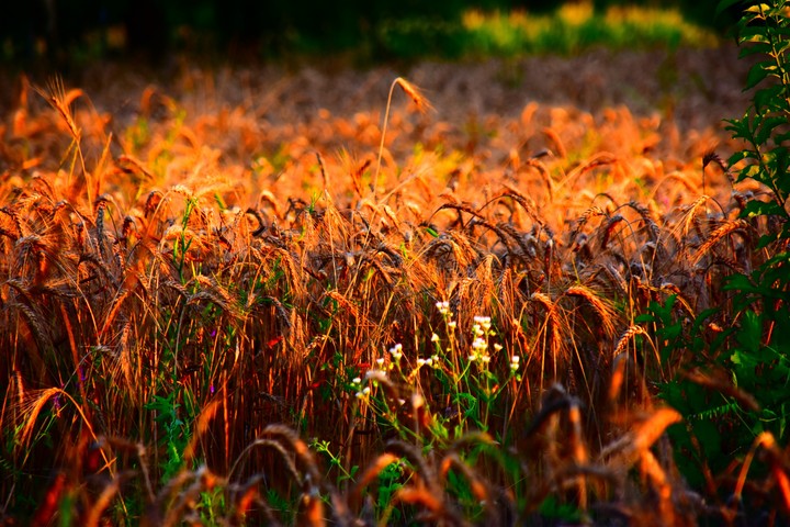 field-sunset