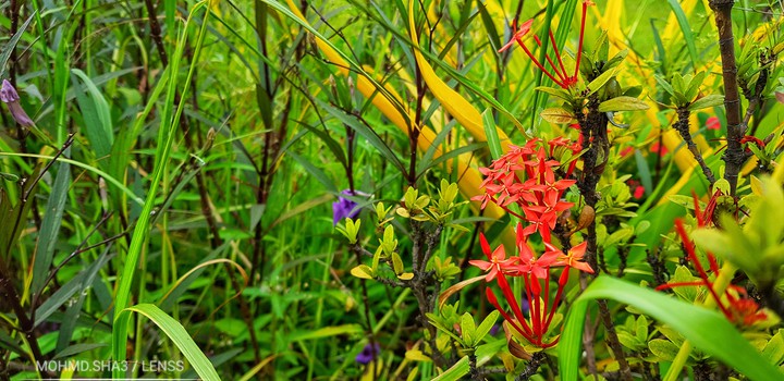 garden of flowers
