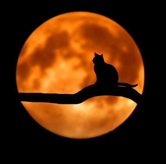 cat