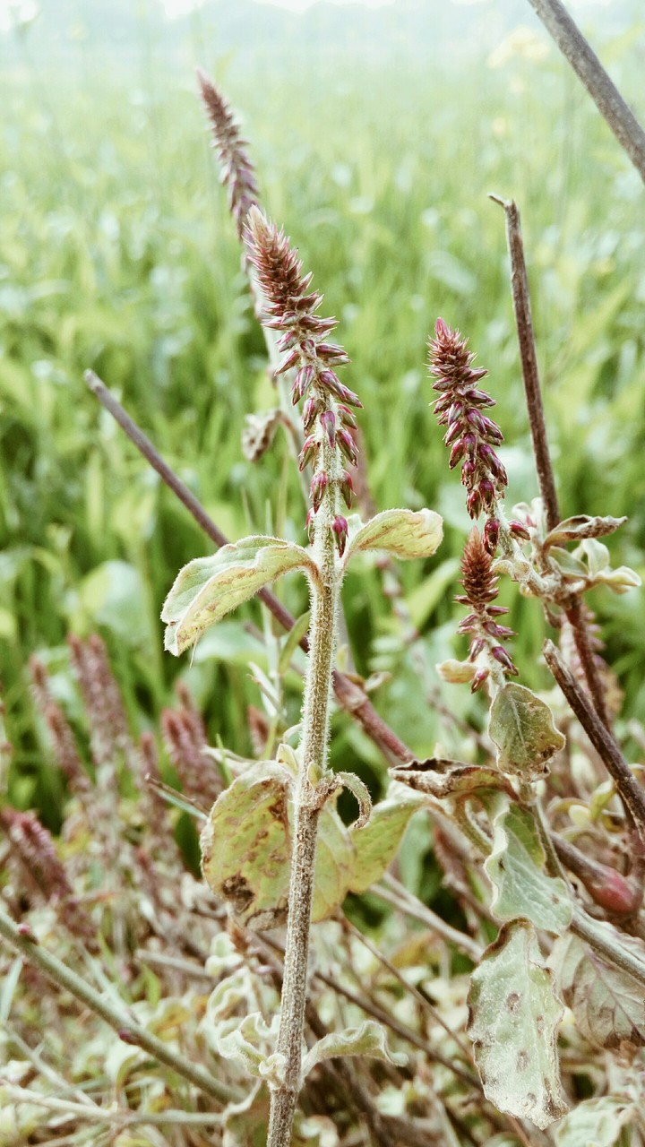 grass