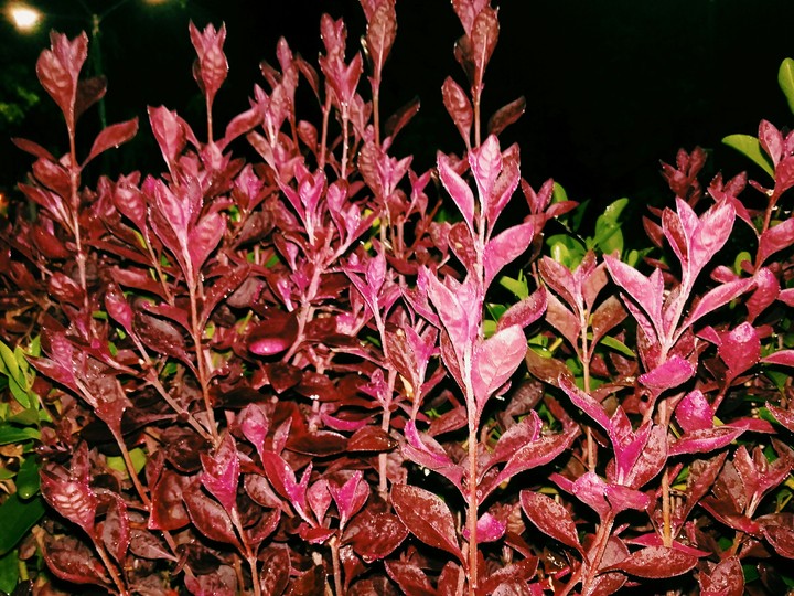 THE PHOTO OF BEAUTYFUL PLANTS