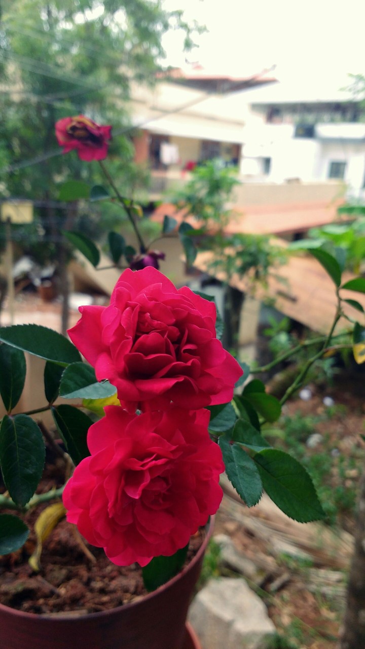 Red Roses