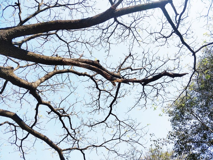 #woods #sky