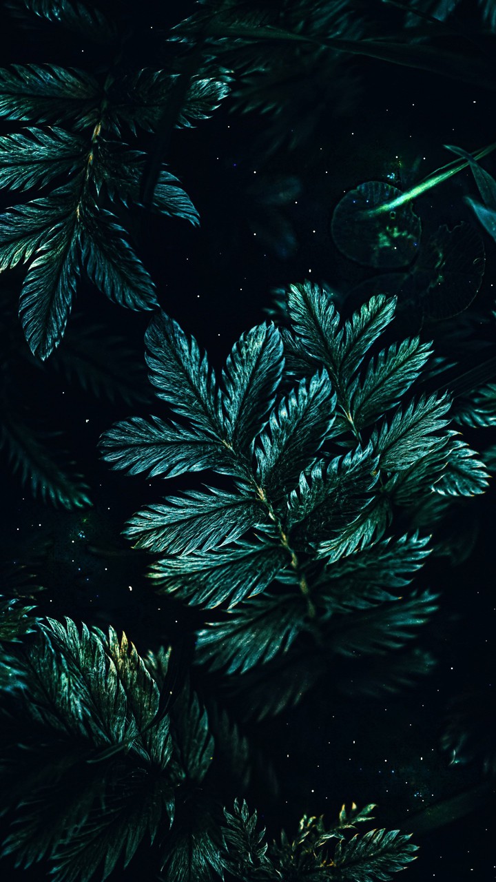 bushes