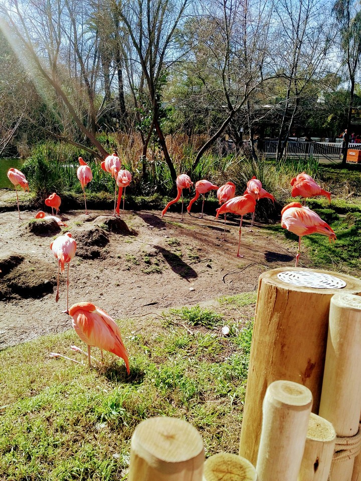 orange ducks
