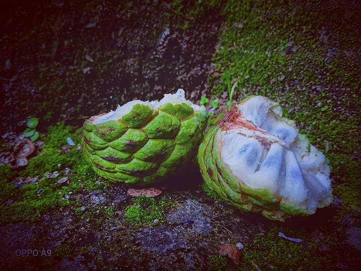 fruit