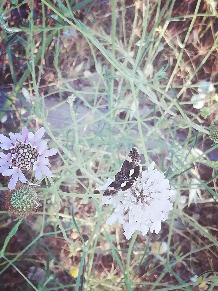 A breath of summer