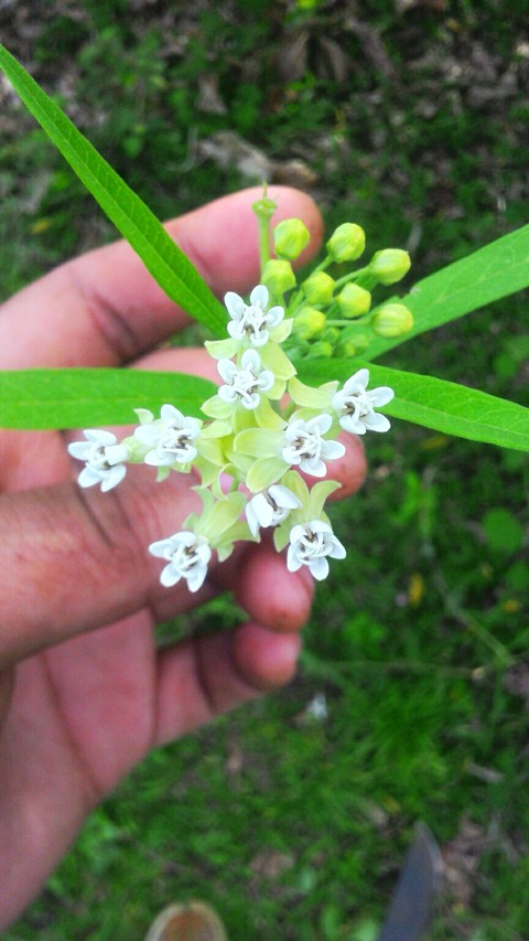 flores mini