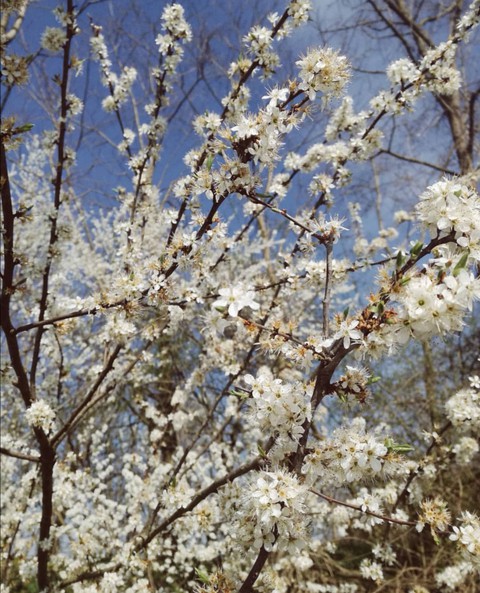 Primavera