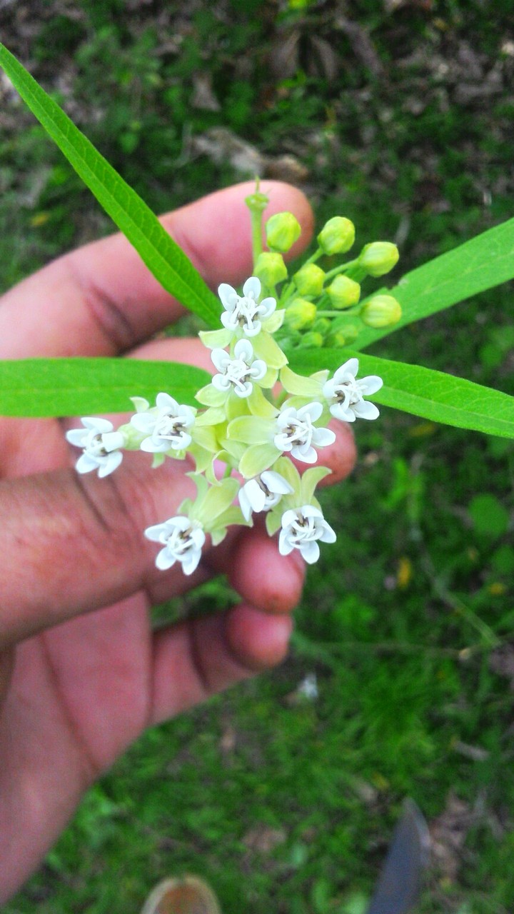 flores mini