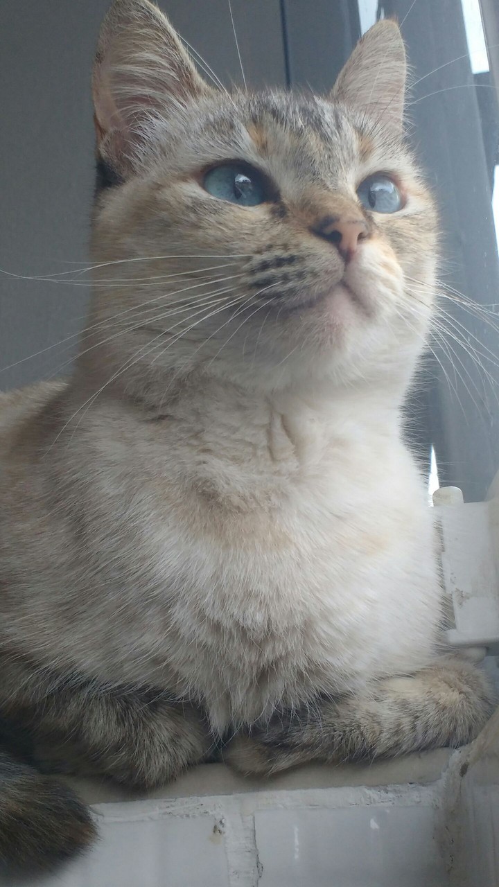 Observando