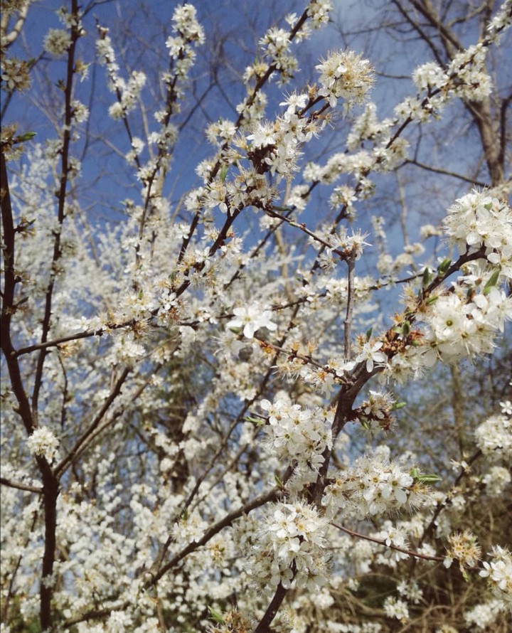Primavera