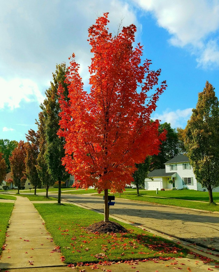Fall-not edited