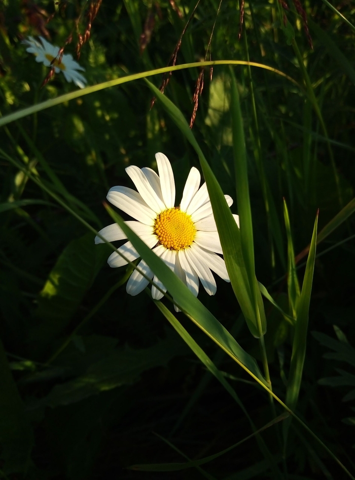 summer