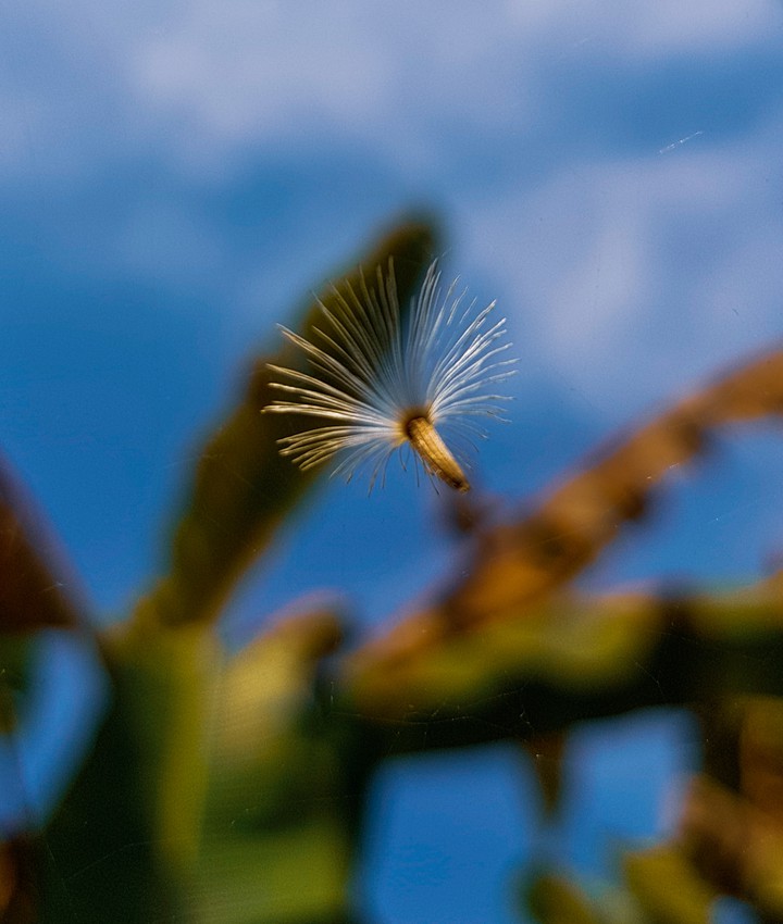 Fly high