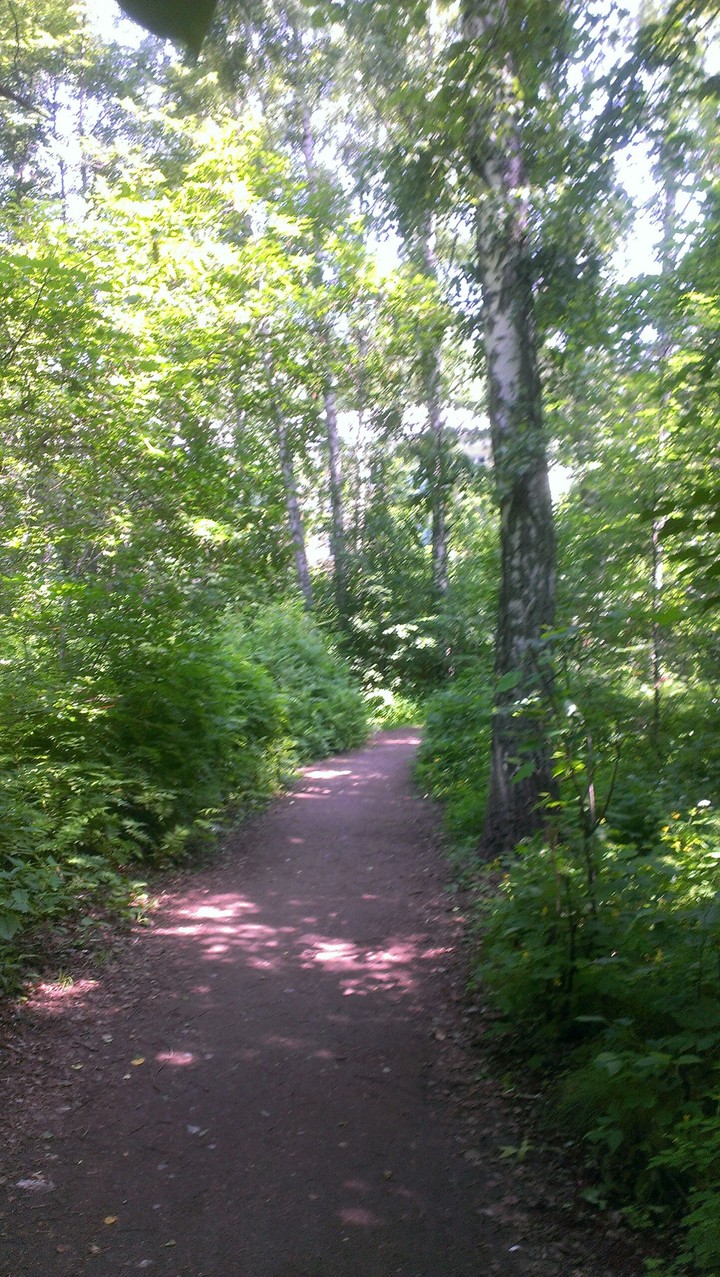 Siberian forest