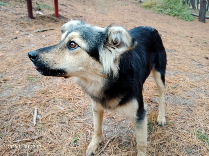 the dog