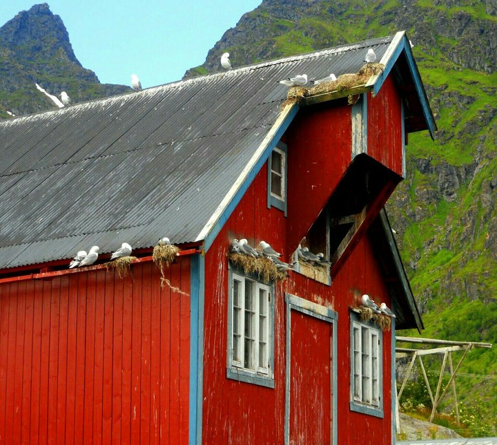Norvegia