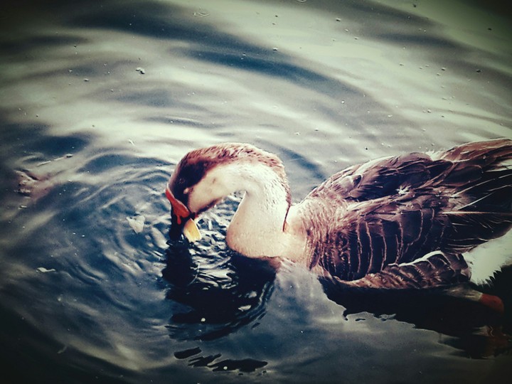 Beautiful duck!!