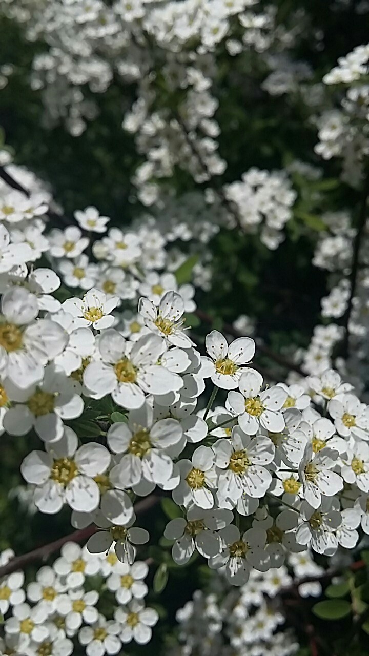 Migdałek