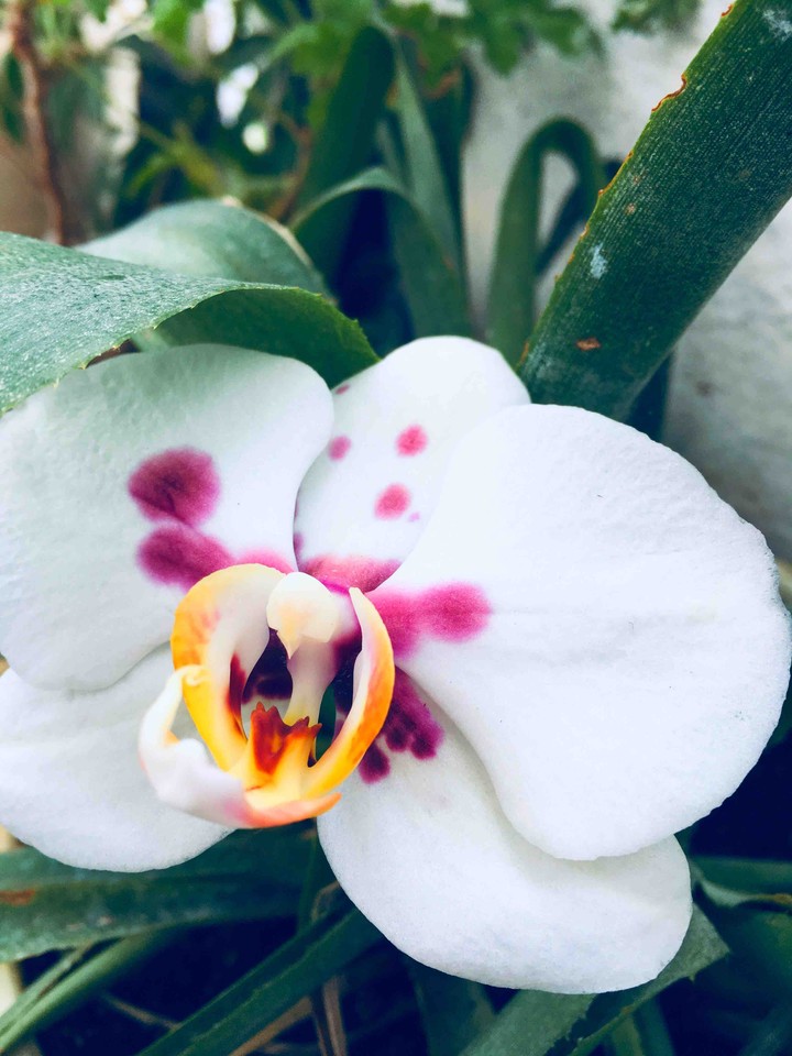 orchid